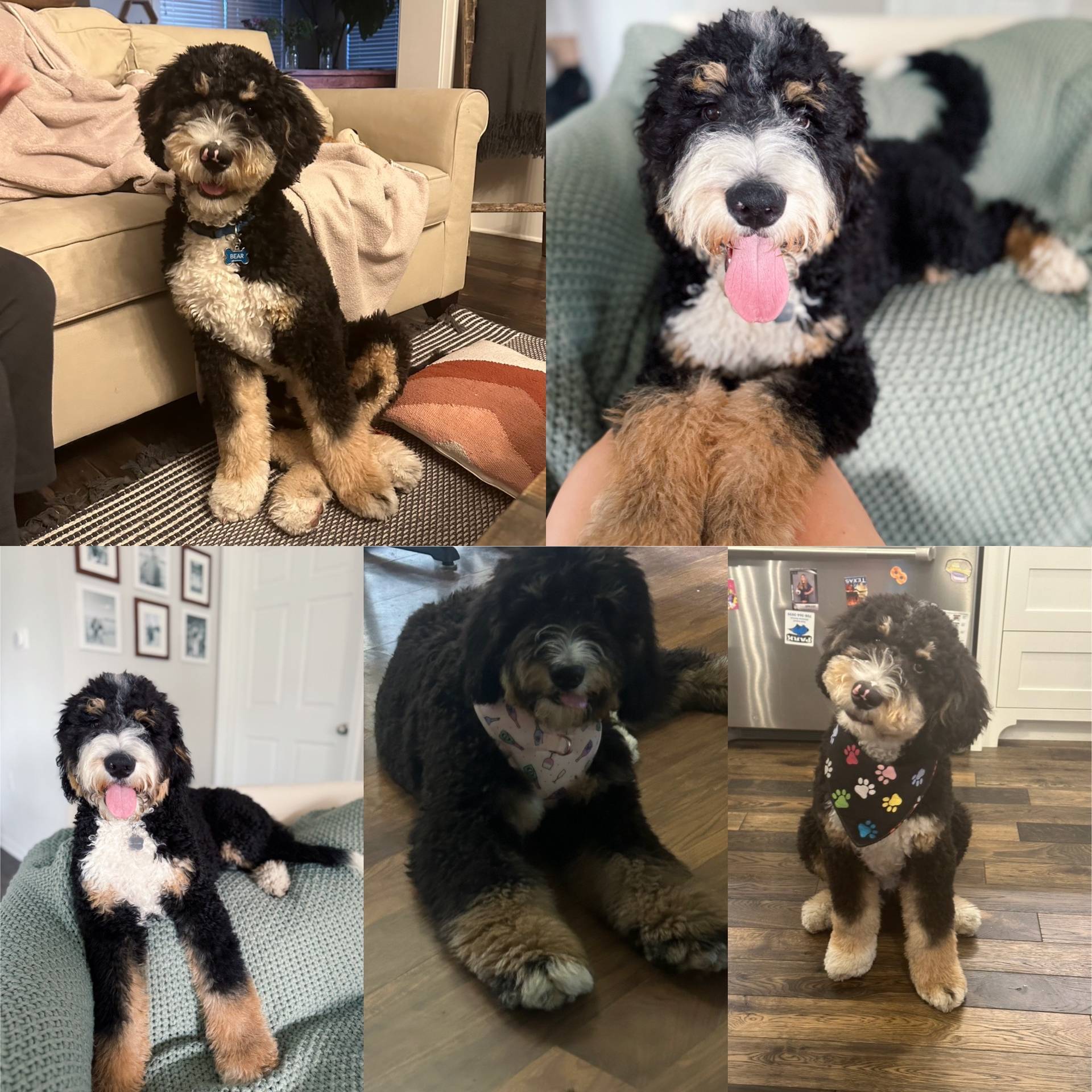 Previous puppy